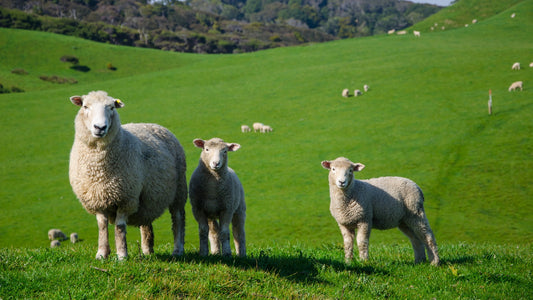 Le mulesing et le mulesing-free, qu'est-ce que c'est ?